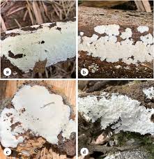 Attēlu rezultāti vaicājumam “Skeletocutis brevispora”