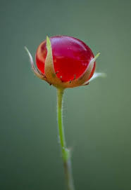 Attēlu rezultāti vaicājumam “Rubus saxatilis flower”