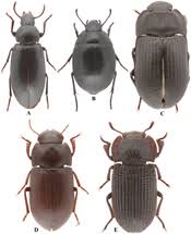 Attēlu rezultāti vaicājumam “Tenebrionidae”