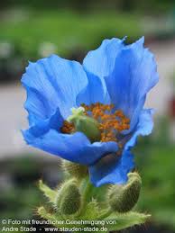 Image result for Scheinmohn blau