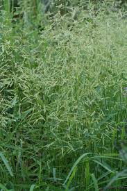 Attēlu rezultāti vaicājumam “Leersia oryzoides”