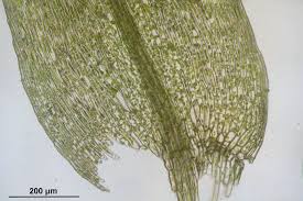 Attēlu rezultāti vaicājumam “Pohlia wahlenbergii”