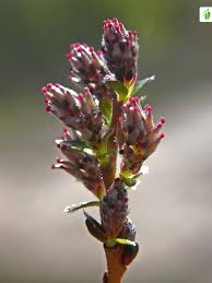 Attēlu rezultāti vaicājumam “Salix cinerea female flower”