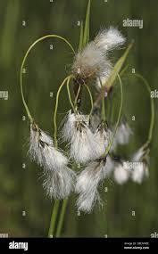 Attēlu rezultāti vaicājumam “Eriophorum latifolium fruit”
