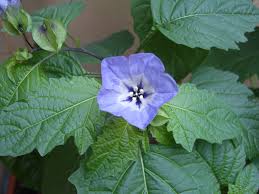 Attēlu rezultāti vaicājumam “Nicandra physalodes fruit”