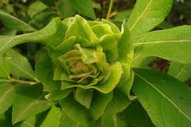 Attēlu rezultāti vaicājumam “Rhabdophaga rosaria”