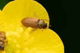 Attēlu rezultāti vaicājumam “Byturus ochraceus”