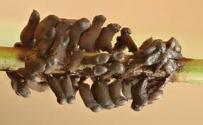 Attēlu rezultāti vaicājumam “Physarum globuliferum”