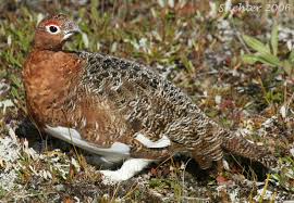 Image result for Lagopus lagopus