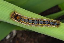 Attēlu rezultāti vaicājumam “Euthrix potatoria imago”