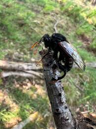 Attēlu rezultāti vaicājumam “Cimbex femoratus imago”