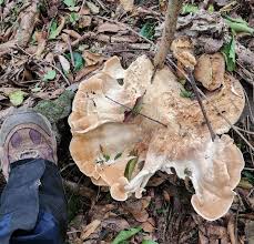 Attēlu rezultāti vaicājumam “Bondarzewia mesenterica”