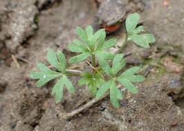 Attēlu rezultāti vaicājumam “Consolida regalis leaf”