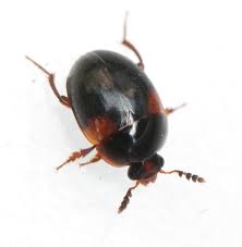 Attēlu rezultāti vaicājumam “Anisotoma humeralis”