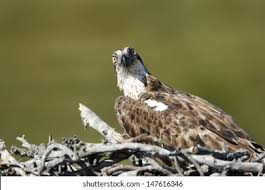 Attēlu rezultāti vaicājumam “Pandion haliaetus adult”