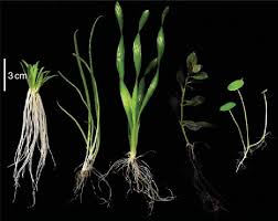 Attēlu rezultāti vaicājumam “Lobelia dortmanna”