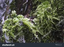 Attēlu rezultāti vaicājumam “Tetraphis pellucida”