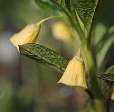 Attēlu rezultāti vaicājumam “Scopolia carniolica flower”