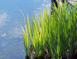 Attēlu rezultāti vaicājumam “Iris pseudacorus leaf”