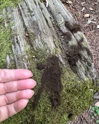 Attēlu rezultāti vaicājumam “Licea minima spores”