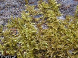 Attēlu rezultāti vaicājumam “Campylium stellatum”