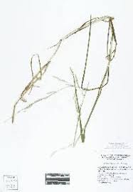 Attēlu rezultāti vaicājumam “Glyceria fluitans”