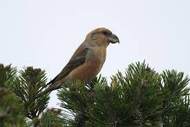 Attēlu rezultāti vaicājumam “Loxia pytyopsittacus male”