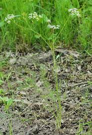 Attēlu rezultāti vaicājumam “Carum carvi flower”