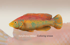 Image result for Symphodus melops