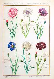 Attēlu rezultāti vaicājumam “Cyanus segetum flower”