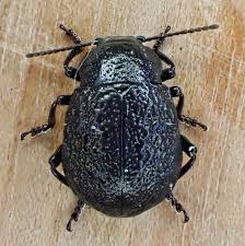 Attēlu rezultāti vaicājumam “Chrysomelidae”