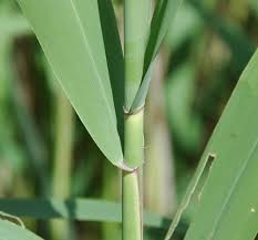 Attēlu rezultāti vaicājumam “Phragmites communis leaf”