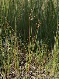 Attēlu rezultāti vaicājumam “Juncus alpinoarticulatus”