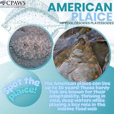 Image result for Hippoglossoides platessoides