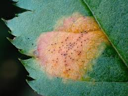 Attēlu rezultāti vaicājumam “Gymnosporangium cornutum”