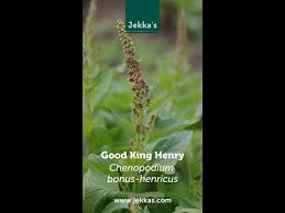 Attēlu rezultāti vaicājumam “Chenopodium bonus-henricus”