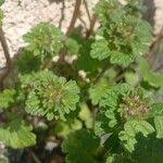 Attēlu rezultāti vaicājumam “Lamium amplexicaule leaf”