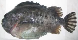 Image result for Cyclopterus lumpus