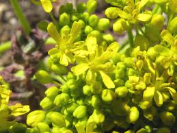 Image result for Isatis tinctoria