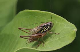 Attēlu rezultāti vaicājumam “Metrioptera roeselii”