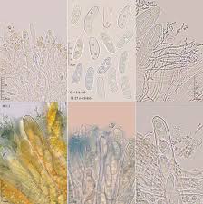 Attēlu rezultāti vaicājumam “Propolis farinosa”