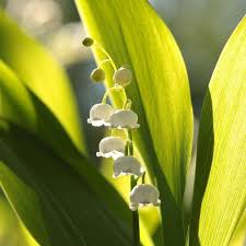Attēlu rezultāti vaicājumam “Convallaria majalis bud”
