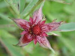 Attēlu rezultāti vaicājumam “Comarum palustre leaf”