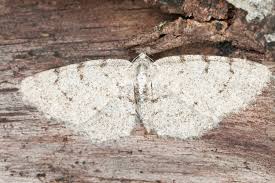 Attēlu rezultāti vaicājumam “Aethalura punctulata”