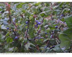 Attēlu rezultāti vaicājumam “Rhynchospora alba fruit”