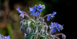 Attēlu rezultāti vaicājumam “Borago officinalis flower”