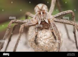 Attēlu rezultāti vaicājumam “Pisaura mirabilis”