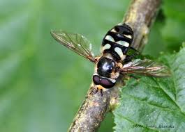 Attēlu rezultāti vaicājumam “Didea alneti”