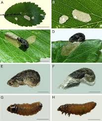 Attēlu rezultāti vaicājumam “Nematopogon sp.”