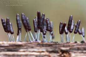 Attēlu rezultāti vaicājumam “Stemonitopsis typhina”